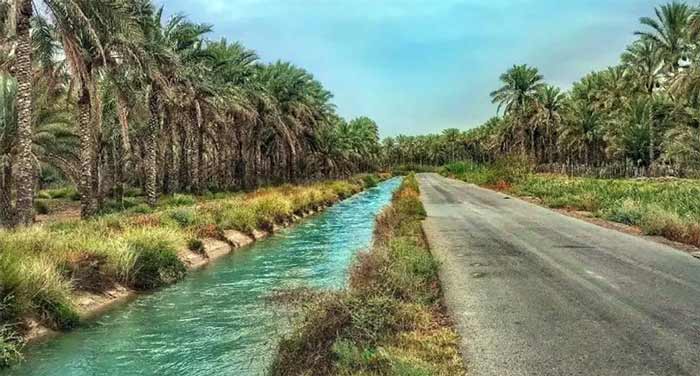 نخلستان‌های آبپخش