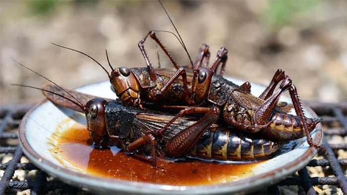 آشپزی ایناگو یا حشرات زنده/نیمهزنده (Inago – ملخ یا حشرات دریایی)